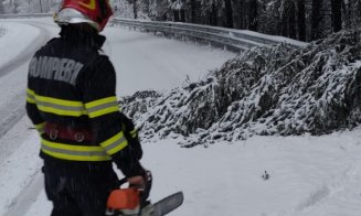 Arbori căzuți pe două drumuri din Cluj. Pompierii au intervenit în forță