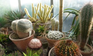 Sera Plantelor Suculente de la Grădina Botanică din Cluj se deschide pentru vizitatori: „O amintire de neuitat”