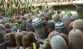 Sera Plantelor Suculente de la Grădina Botanică din Cluj se deschide pentru vizitatori: „O amintire de neuitat”