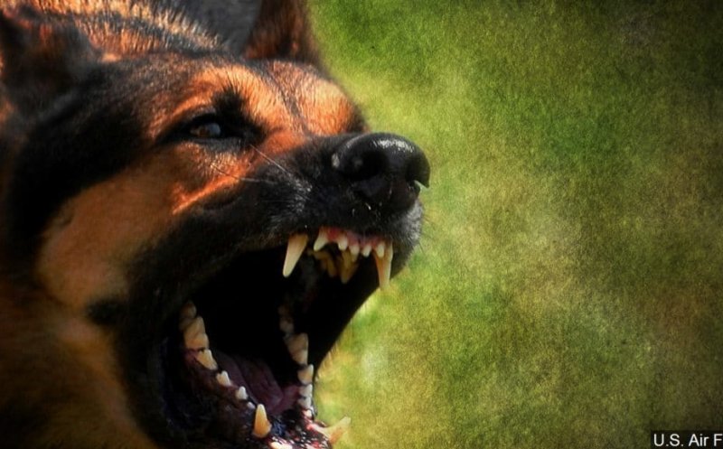 Acțiune a polițiștilor de la Protecția Animalelor la Cluj. Mai mulți stăpâni ai unor câini considerați periculoși au fost amendați