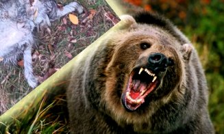 Urșii au dat atacul într-o comună din Cluj. Animale sfâşiate şi oameni care se tem pentru vieţile lor
