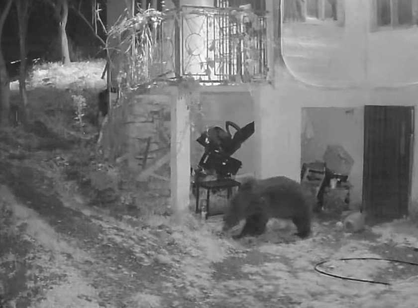 URS văzut într-un sat din Cluj! Patru oi au fost devorate