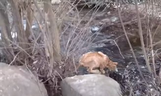 FELINA Carpaţilor: Un râs de tot... plânsul a fost filmat în judeţul Cluj