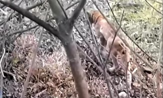 FELINA Carpaţilor: Un râs de tot... plânsul a fost filmat în judeţul Cluj