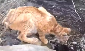 FELINA Carpaţilor: Un râs de tot... plânsul a fost filmat în judeţul Cluj