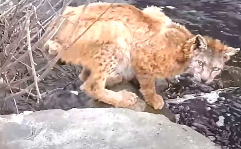 FELINA Carpaţilor: Un râs de tot... plânsul a fost filmat în judeţul Cluj