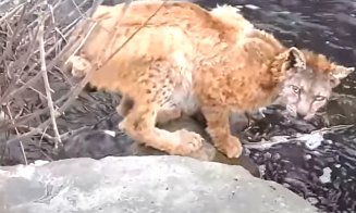FELINA Carpaţilor: Un râs de tot... plânsul a fost filmat în judeţul Cluj