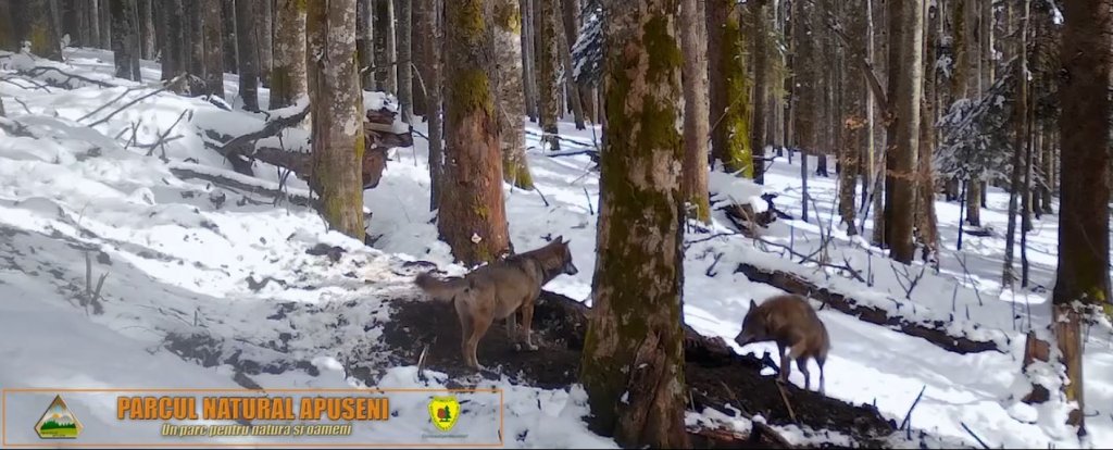 VIDEO inedit din Parcul Natural Apuseni: Lupi care devorează un hoit de căprioară