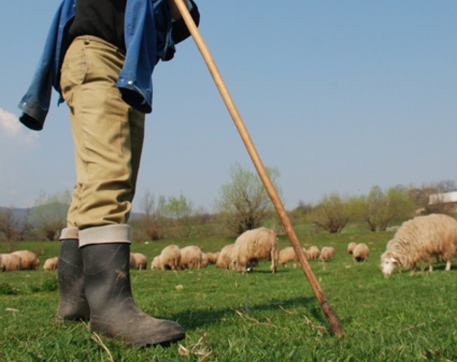 Cioban acuzat de omor la peste un an de la comiterea faptei. Ucigașul și-a îngropat victima într-o pădure
