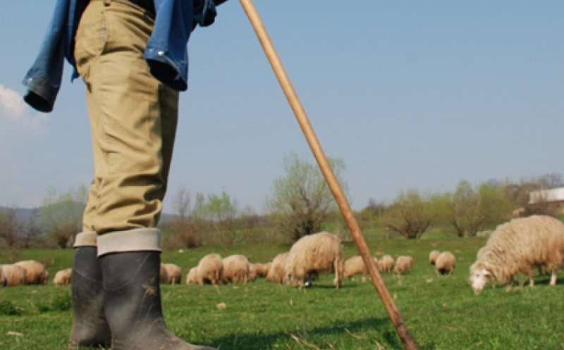 Cioban acuzat de omor la peste un an de la comiterea faptei. Ucigașul și-a îngropat victima într-o pădure