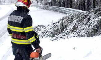 Arbori căzuți pe şoselele din Cluj. Intervin pompierii