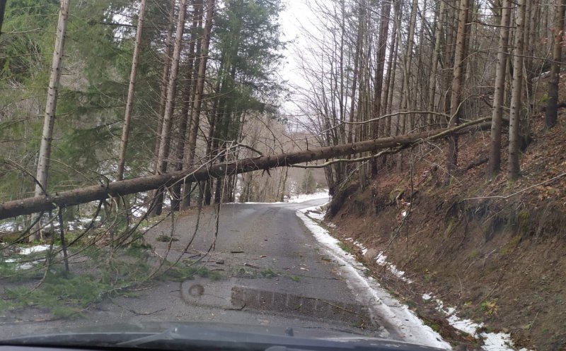 Arbori căzuți pe un drum din judeţul Cluj. Intervin pompierii