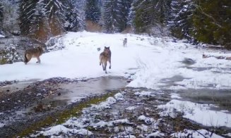 Lupii, confuzi, dar fascinaţi de camerele de monitorizare