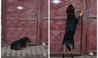 Bărbat din Cluj, amendat cu 15.000 de lei pentru că și-a abandonat câinele. Patrupedul a încercat disperat să intre în casă