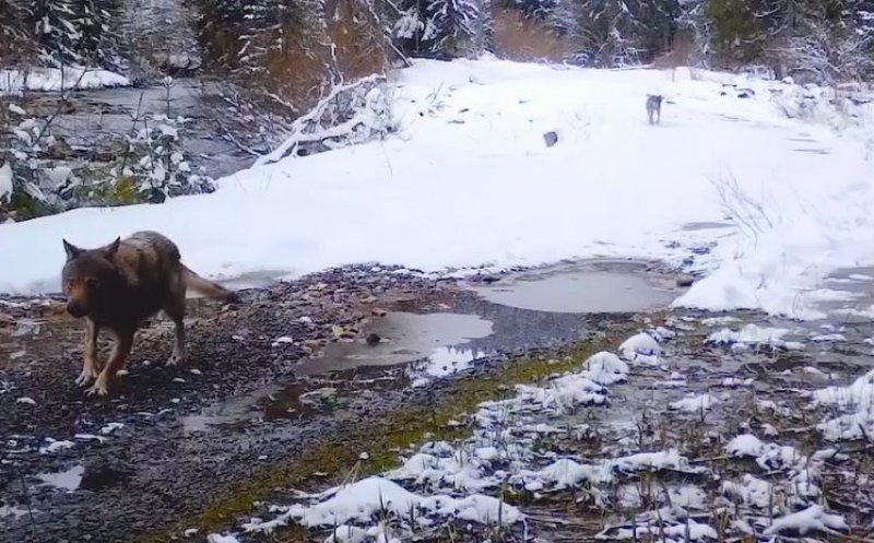 VIDEO inedit din Parcul Natural Apuseni: Reacția unor lupi când descoperă o cameră de monitorizare în pădure