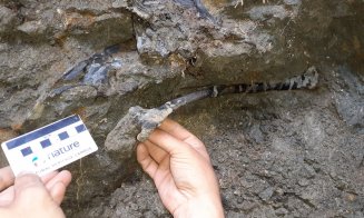 Fosile de dinozaur, unice în lume, descoperite în Transilvania. Fragmentele osoase au o vechime de 70 de milioane de ani