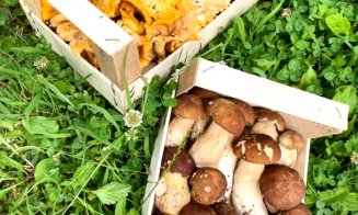 O companie din Cluj exportă sute de tone de ciuperci şi fructe de pădure: "Nu suntem ajutaţi să pătrundem în piaţa românească"