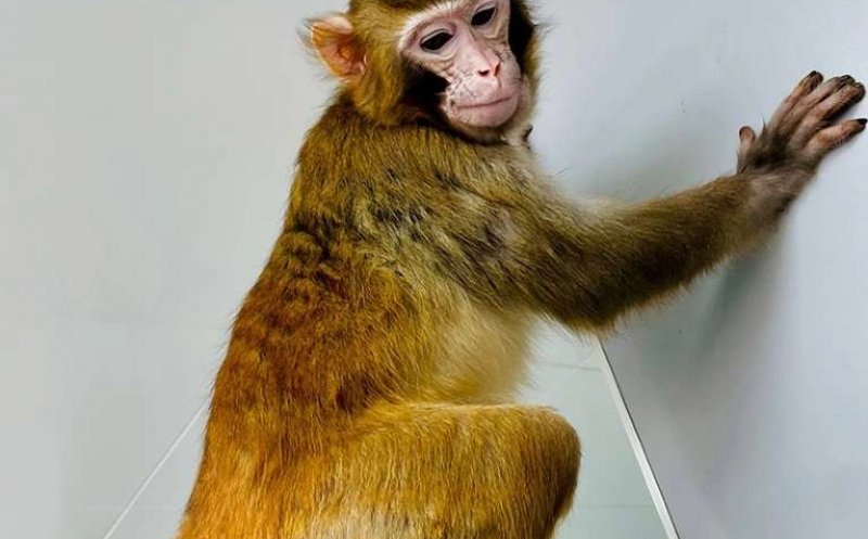 Oamenii de ştiinţă au reuşit să cloneze un macac rhesus/ Ce spun despre clonarea umană