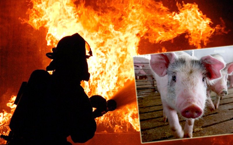 INCENDIU în Cluj la un adăpost pentru porci. 7 anexe cuprinse în totalitate de de flăcări / Animale arse