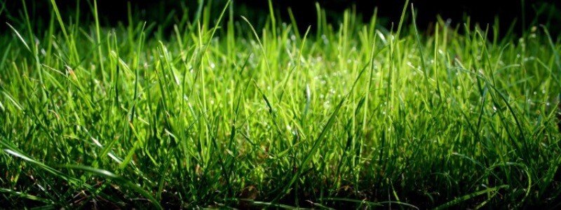 LOCURI DE MUNCĂ: Se caută 150 de oameni pentru îngrijirea spaţiilor verzi