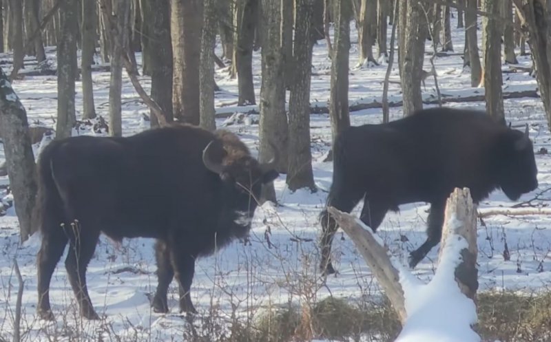 Imagini rare din sălbăticie: Căprioare alături de zimbri, în căutare de hrană