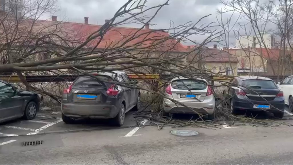 Copac CĂZUT peste mai multe mașini în centrul Clujului