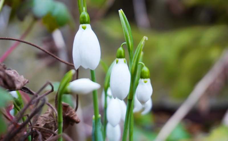 Surpriză la Grădina Botanică din Cluj-Napoca : „Sunt oare ele semne prevestitoare ale primăverii?''