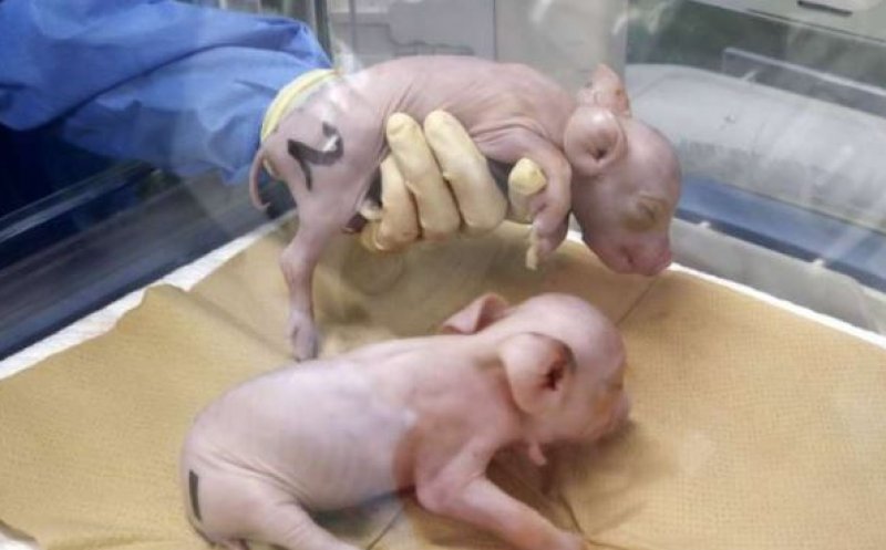 Cercetătorii japonezi au clonat porci pentru a-i folosi ca donatori de organe pentru oameni