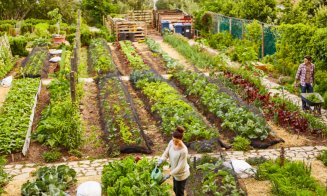 Timișorenii își pot înființa propria Grădină Urbană în care să cultive legume proaspete. La Cluj-Napoca se așteaptă decizia municipalității