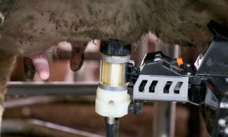 Un tânăr din Cluj a salvat ferma de vaci a familiei sale de la faliment după ce a cumpărat un robot de muls