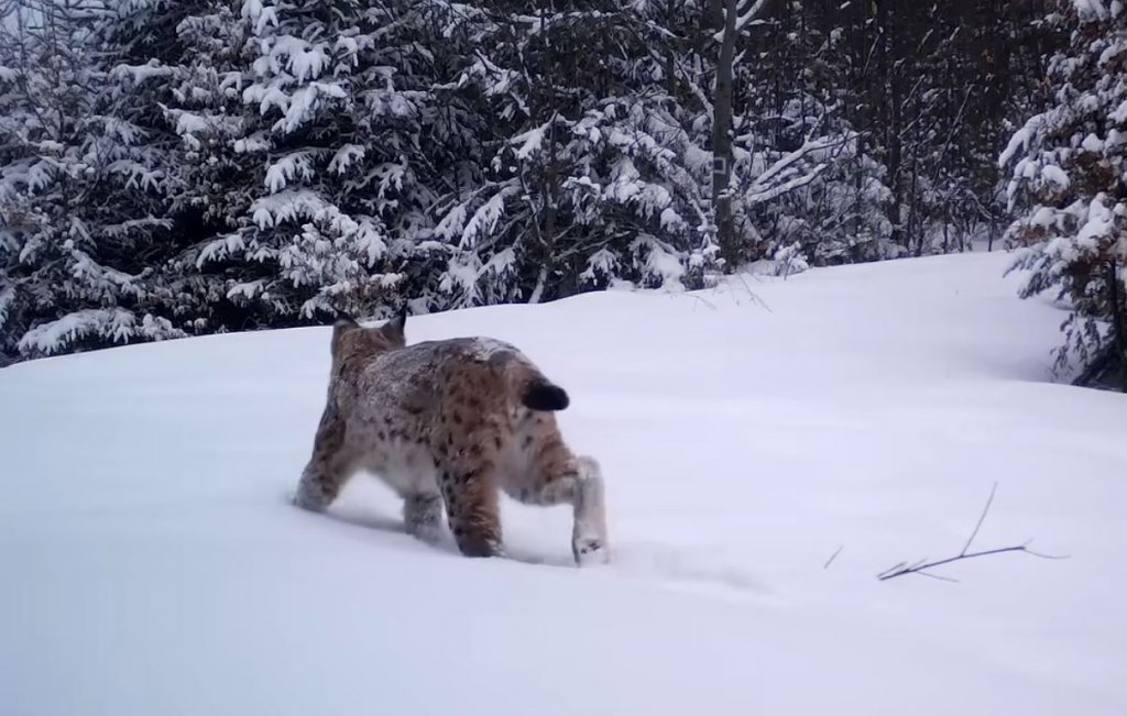Imagini rare! Splendoare în zăpadă... Râs surprins de camere în Apuseni
