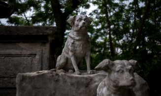 PETIȚIE pentru relocarea cimitirului pentru animale care se va construi în Cluj: "Zona e ultima oază de natură și aer liber pentru nu mai puțin de 80.000 de oameni"