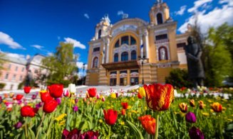 700.000 de lalele vor colora Clujul. Se plantează și peste 1.000 de arbori cu balot