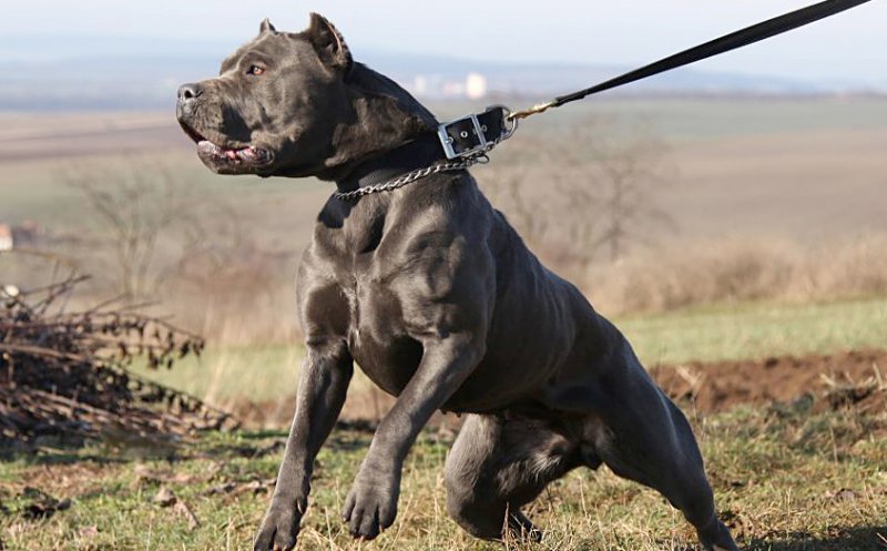 Protecţia Animalelor în acţiune: Sancțiuni contravenționale privind regimul de deținere al câinilor periculoși