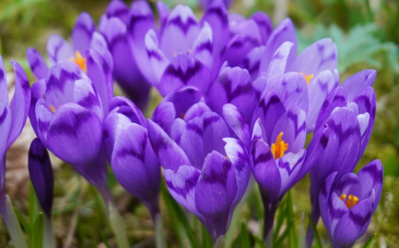 Primăvara a venit la Grădina Botanică din Cluj-Napoca