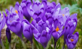 Primăvara a venit la Grădina Botanică din Cluj-Napoca