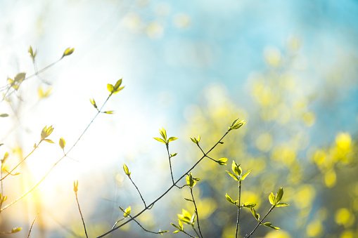 Urmează zile cu temperaturi peste cele normale în această perioadă! Prognoza până la 1 aprilie