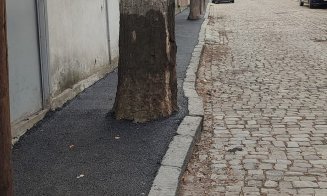 "Dorel", loveşte cu putere: A turnat asfalt la rădăcina copacilor / "De ce ar face cineva așa ceva?!"