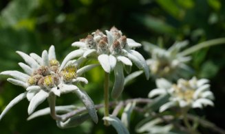 Pe 5 martie, sărbătorim "Ziua florii de colți"! Se poate vedea la Grădina Botanică din Cluj