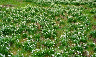 Câmp de ghiocei la Grădina Botanică din Cluj-Napoca