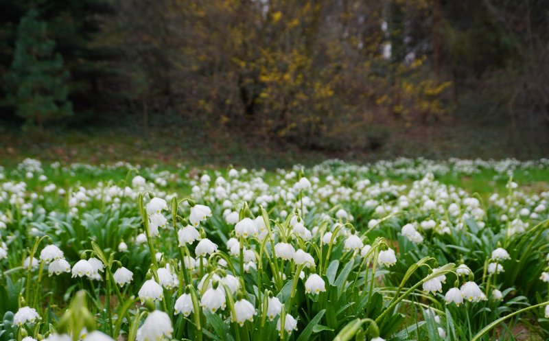 Câmp de ghiocei la Grădina Botanică din Cluj-Napoca