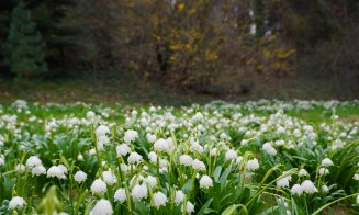 Câmp de ghiocei la Grădina Botanică din Cluj-Napoca