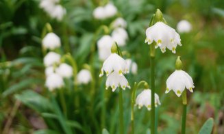 Câmp de ghiocei la Grădina Botanică din Cluj-Napoca