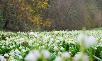 Câmp de ghiocei la Grădina Botanică din Cluj-Napoca