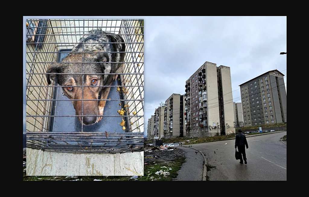 De ce s-a sinucis un câine, aruncându-se de la etajul opt al unui bloc :(