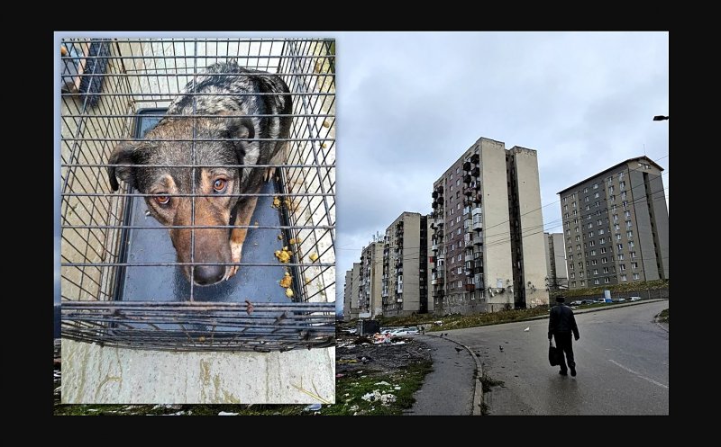 De ce s-a sinucis un câine, aruncându-se de la etajul opt al unui bloc :(