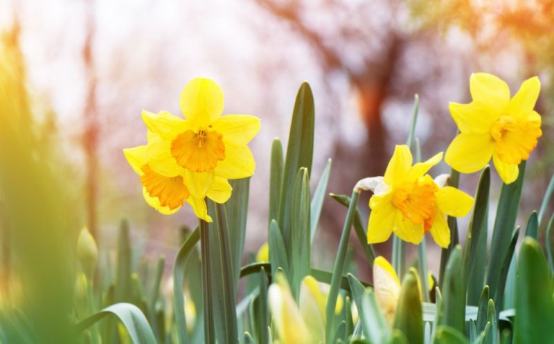 Meteorologii au actualizat prognoza! Cum va fi vremea până pe 15 aprilie