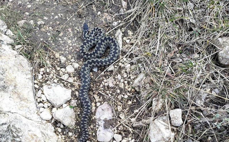 Ies viperele din hibernare! Întâlnire cu VIPERA BERUS la Piatra Secuiului de la Rimetea