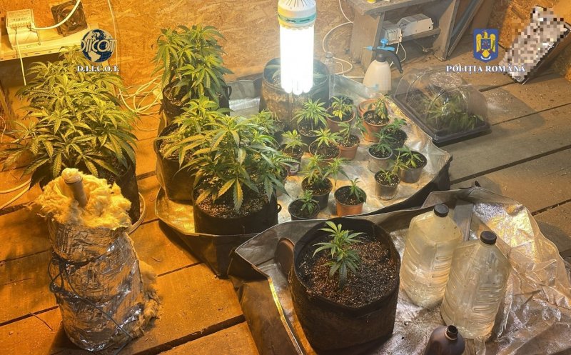 Un "grădinar" din Cluj, prins cu zeci de plante de cannabis în propria locuință