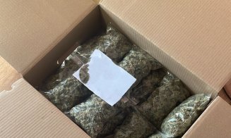 Un "grădinar" din Cluj, prins cu zeci de plante de cannabis în propria locuință